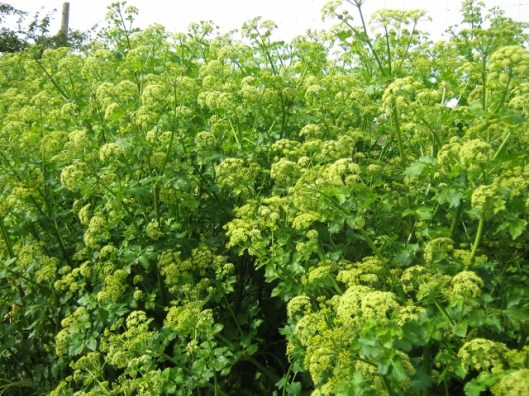 IMG_4571Alexanders (640x480)