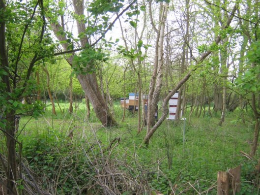 IMG_4573Bee hives (640x480)