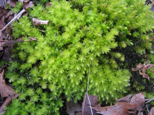 IMG_4576Moss (640x480)