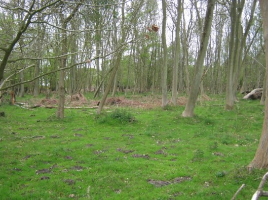IMG_4577Captain's Wood (640x480)