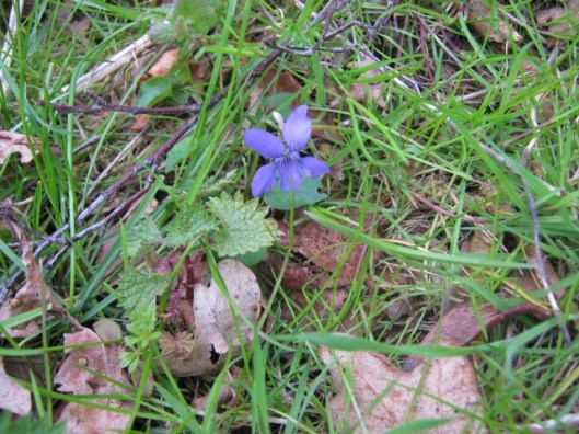 IMG_4578Violet (640x480)