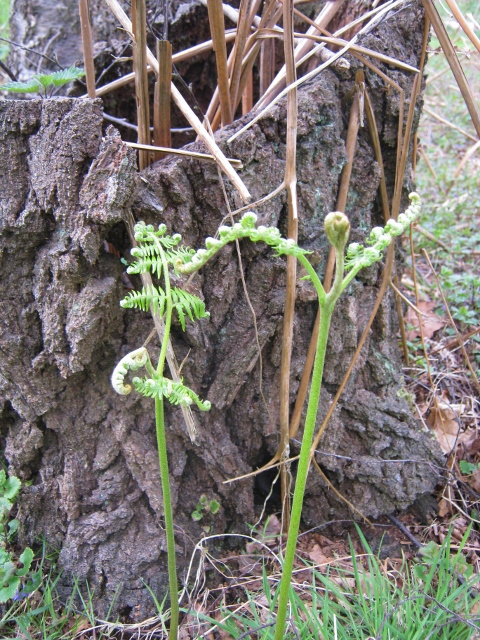 IMG_4579New bracken (480x640)