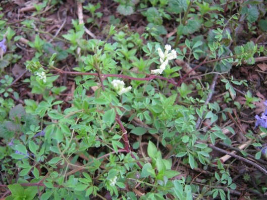 IMG_4580Climbing Corydalis (640x480)