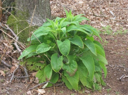 IMG_4585Foxglove (640x480)