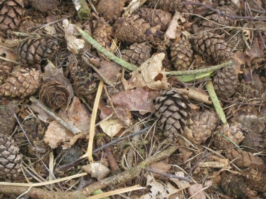 IMG_4586Woodland floor (640x480)