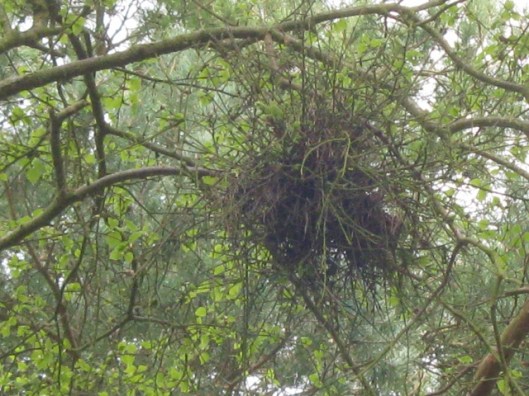 IMG_4588Witch's broom (640x480)