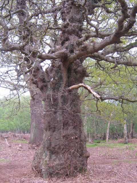 IMG_4591Oak tree (480x640)