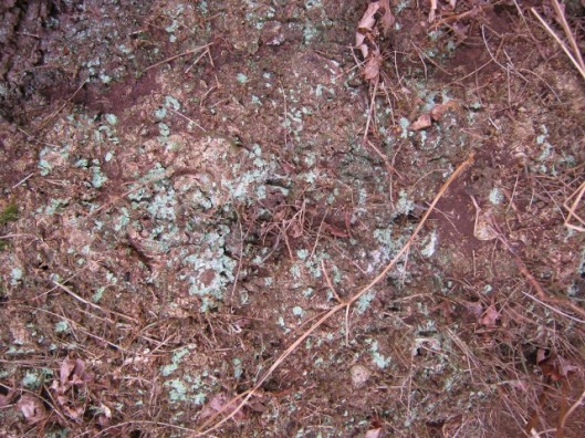 IMG_4592Lichen-covered trunk (640x480)