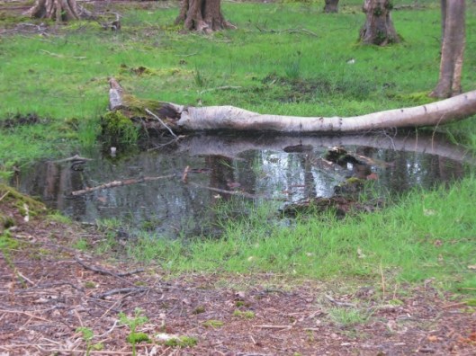 IMG_4593Pond (640x480)