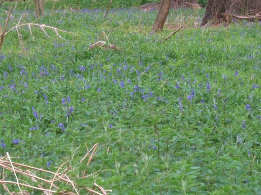 IMG_4594Bluebells (640x480)