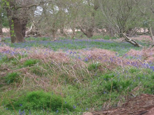 IMG_4599Bluebells (640x480) (2)