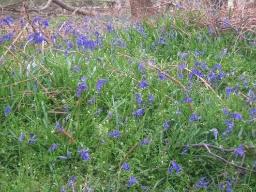IMG_4600Bluebells (640x480)