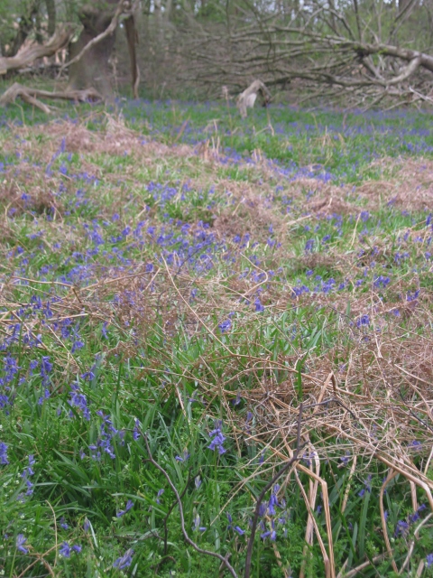 IMG_4601Bluebells (480x640)