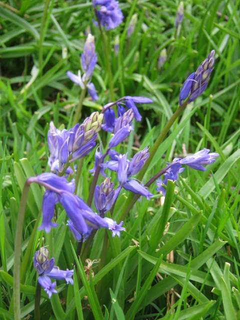 IMG_4604Bluebells (480x640)
