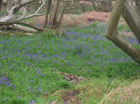 IMG_4605Bluebells (640x480)