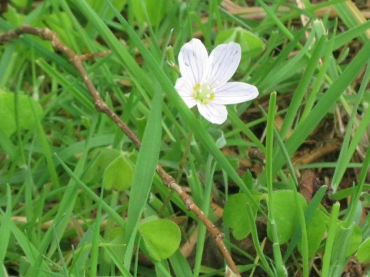 IMG_4608Wood Sorrel (640x480)