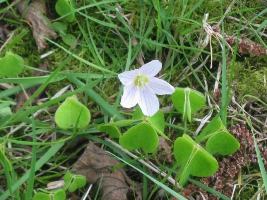 IMG_4610Wood Sorrel (640x480)