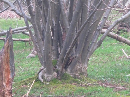 IMG_4611A  coppiced tree (640x480)