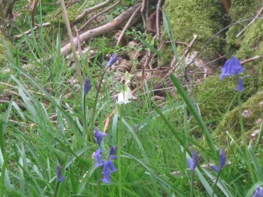 IMG_4612White Bluebell (640x480)