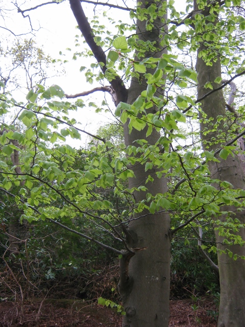 IMG_4626Beech (480x640)