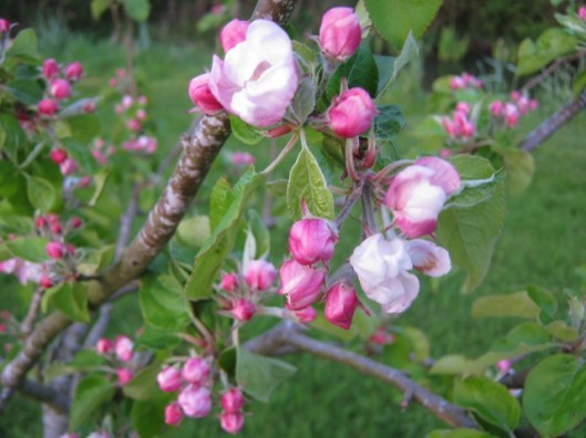 IMG_4631Apple Discovery (640x480)