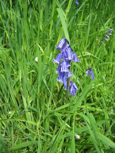 IMG_4635Bluebell (480x640)
