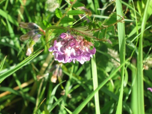 IMG_4636Bush Vetch (640x480)