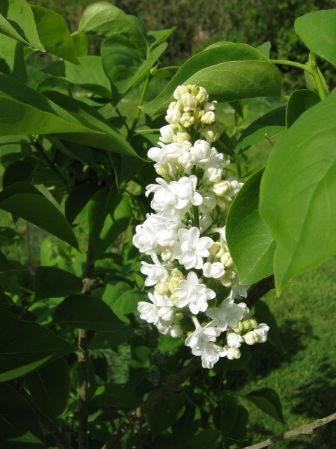 IMG_4639Lilac (480x640)