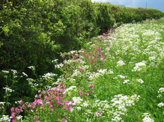 IMG_4679Cow Parsley and Red Campion (640x480)