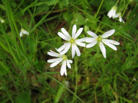 IMG_4681Greater Stitchwort (640x480)