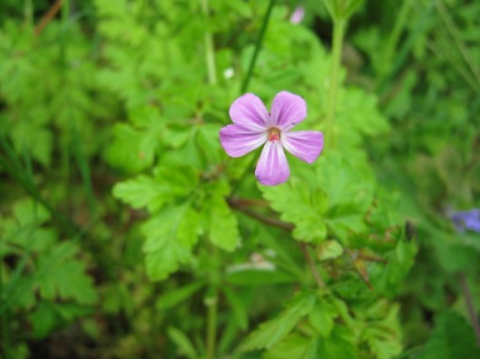 IMG_4682Herb-robert (640x480)