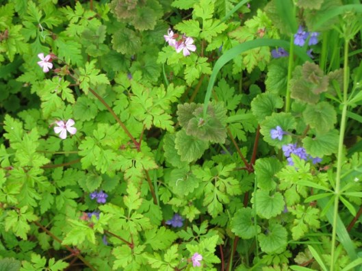 IMG_4685Herb-robert and Ground-ivy (640x480)