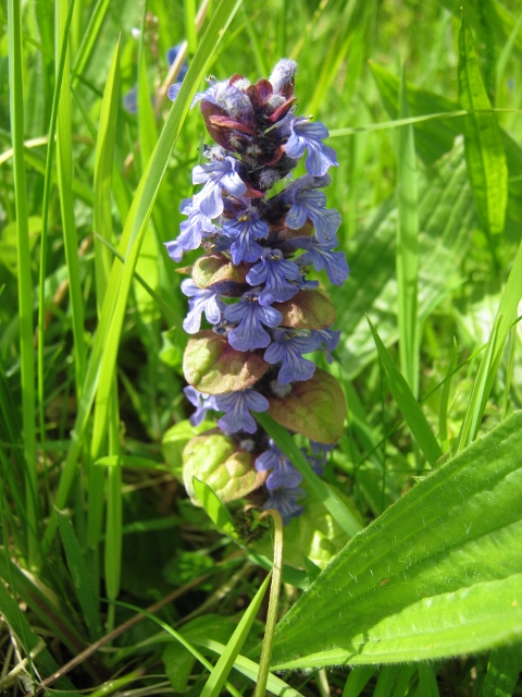 IMG_4688Bugle (480x640)