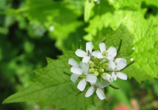 IMG_4693Garlic Mustard (640x448)