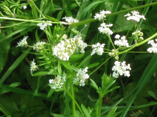 IMG_4695Orange Tip on Cow Parsley (640x480)