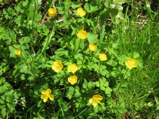 IMG_4696Creeping Buttercup (640x480)