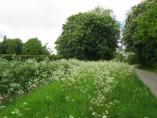 IMG_4699Lane (640x480)