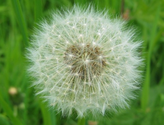 IMG_4703Dandelion clock (2) (640x488)