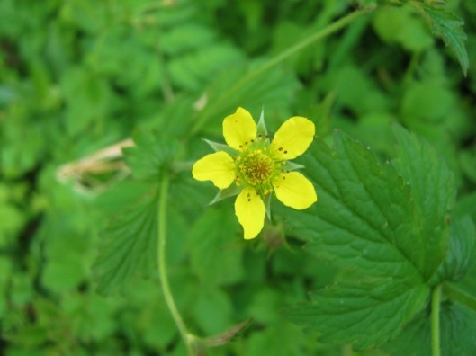 IMG_4704Herb Bennet (640x480)