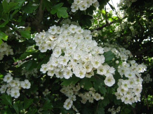 IMG_4730Hawthorn (640x480)