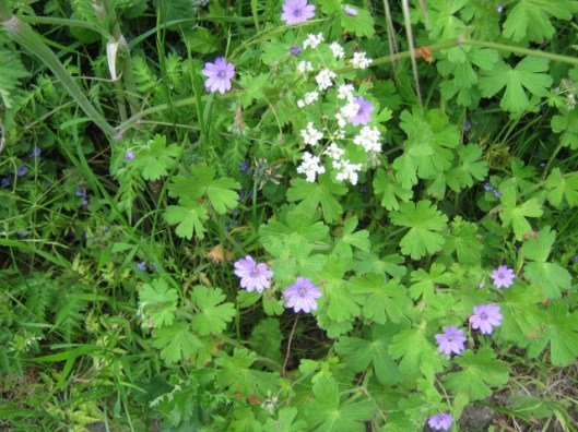 IMG_4731Wild flowers (640x480)