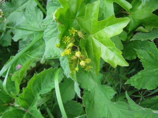 IMG_4733Field Maple (640x480)