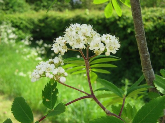 IMG_4736Rowan (640x480)