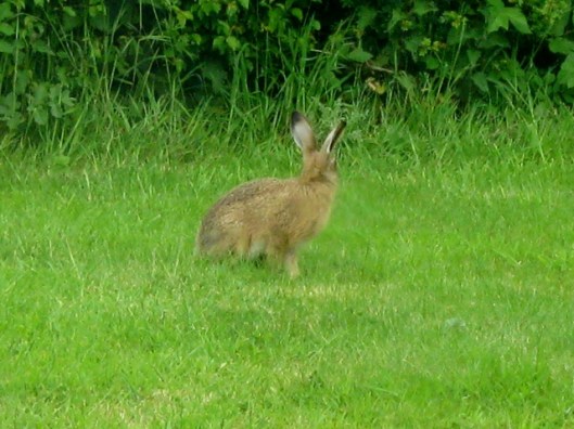 IMG_4777Leveret (640x480)