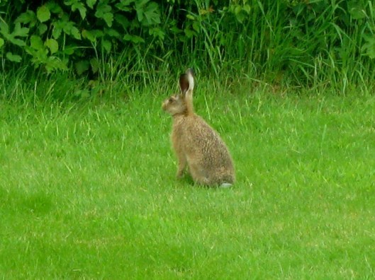 IMG_4778Leveret (640x480)