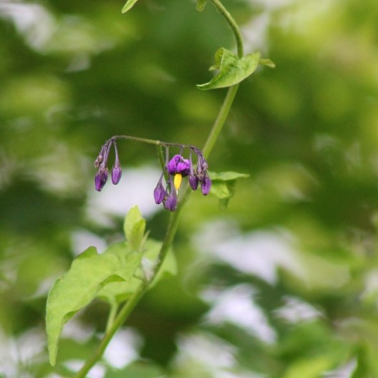 IMG_2269Bittersweet (2) (640x640)