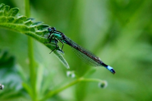 IMG_2270Female Blue-tailed Damselfly (2) (640x427)