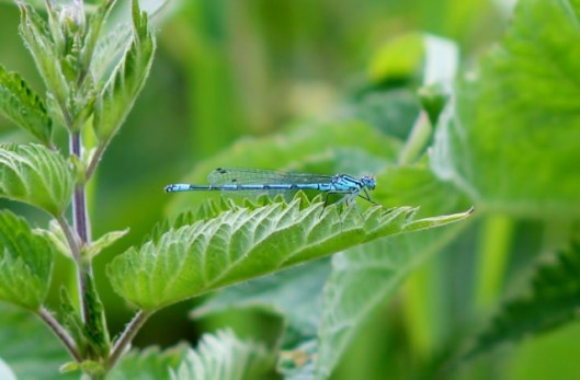 IMG_2271Male Azure Damselfly (2) (640x420)