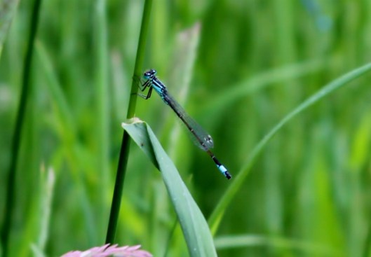 IMG_2276 (2)Male Blue-tailed Damselfly (640x445)