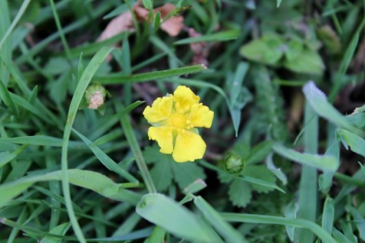 IMG_2277Creeping Cinquefoil (640x427)
